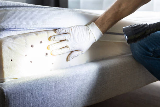 Wasp Removal Services in Dunkirk, IN